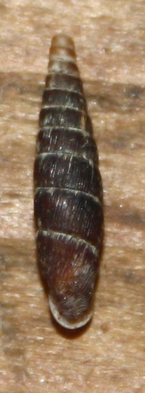 Clausiliidae dai Sibillini